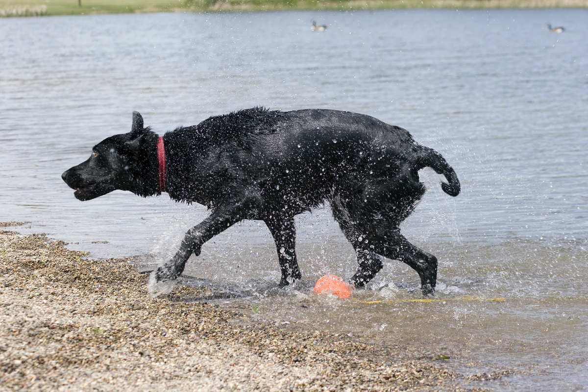 Black,Labrador,Retriever,Dog,After,A,Swim