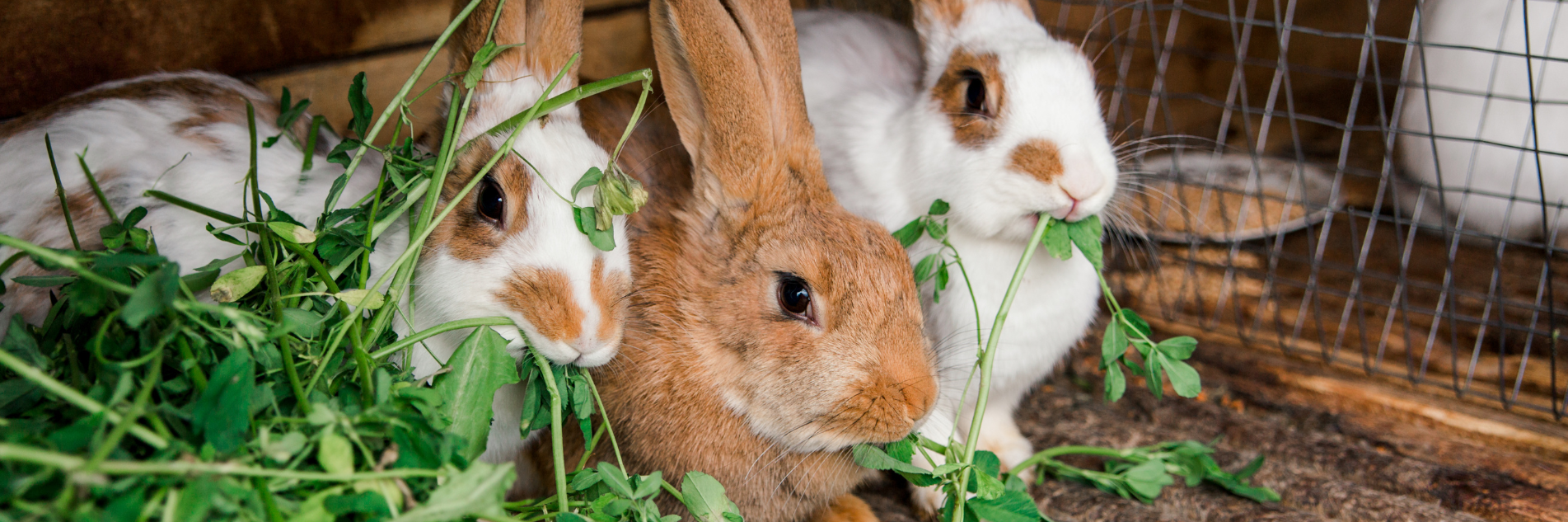 Rabbit banner